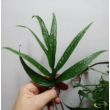 Amydrium zippelianum