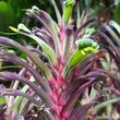 Anigozanthos Bicolor Fireworks