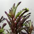 Anigozanthos Bicolor Fireworks