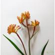 Anigozanthos beauty orange