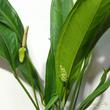 Anthurium bakeri