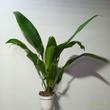 Anthurium bakeri