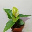 Anthurium hookeri variegata