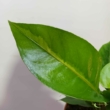 Anthurium hookeri variegata