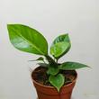 Anthurium hookeri variegata