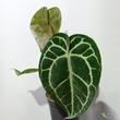 Anthurium Crystallinum compact