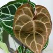 Anthurium Crystallinum compact