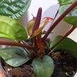 Anthurium Radicans x Luxurains