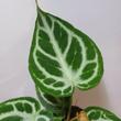 Anthurium Silver Blush