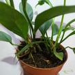 Anthurium plowmanii