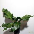 Anthurium plowmanii