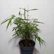 Fargesia scabrida Asian Wonder