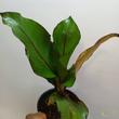 Ensete ventricosum Maurelli