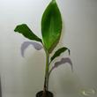 Musa Dajiao