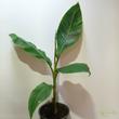 Musa sikkimensis Red Tiger