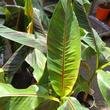 Musa sikkimensis Red Tiger
