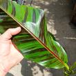Musa sikkimensis Red Tiger