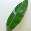 Musa ssp. Florida Variegata