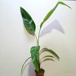Musa ssp. Florida Variegata
