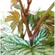 Begonia Silver Maples