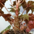 Begonia Gryphon