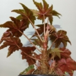 Begonia Gryphon