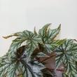 Begonia Gryphon