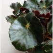 Begonia x erythrophylla Black Jungle