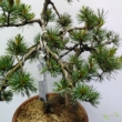Bonsai Pinus parviflora