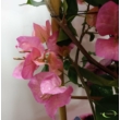 Bougainvillea rózsaszín