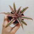 Cryptanthus bivittatus Pink Starlight
