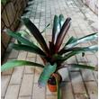Neoregelia Gazpacho
