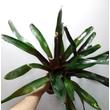 Neoregelia Gazpacho