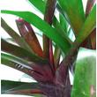 Neoregelia Gazpacho