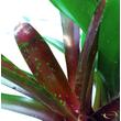 Neoregelia Gazpacho