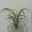 Tillandsia x rectifolia Tricolor