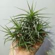 Tillandsia Aeranthos