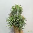 Tillandsia ionantha telep