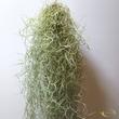 Tillandsia usneoides
