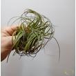 Tillandsia Stricta