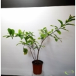 Brunfelsia pauciflora