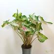 Caladium Candyland