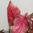 Caladium Florida Sweatheart