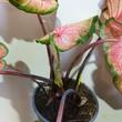 Caladium Mount Everest
