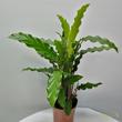 Calathea Rufibarba
