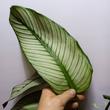 Calathea White Star