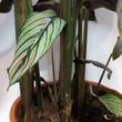 Calathea White Star