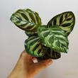 Calathea Makoyana