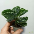 Calathea roseopicta green