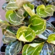 Calathea roseopicta green